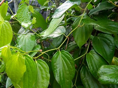 Kode alam daun sirih  Stok konsentrasi ekstrak daun sirih yang akan divariasikan adalah mulai dari 2,5